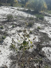 Malvaceae