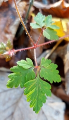 Geranium robertianum