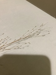 Panicum flexile