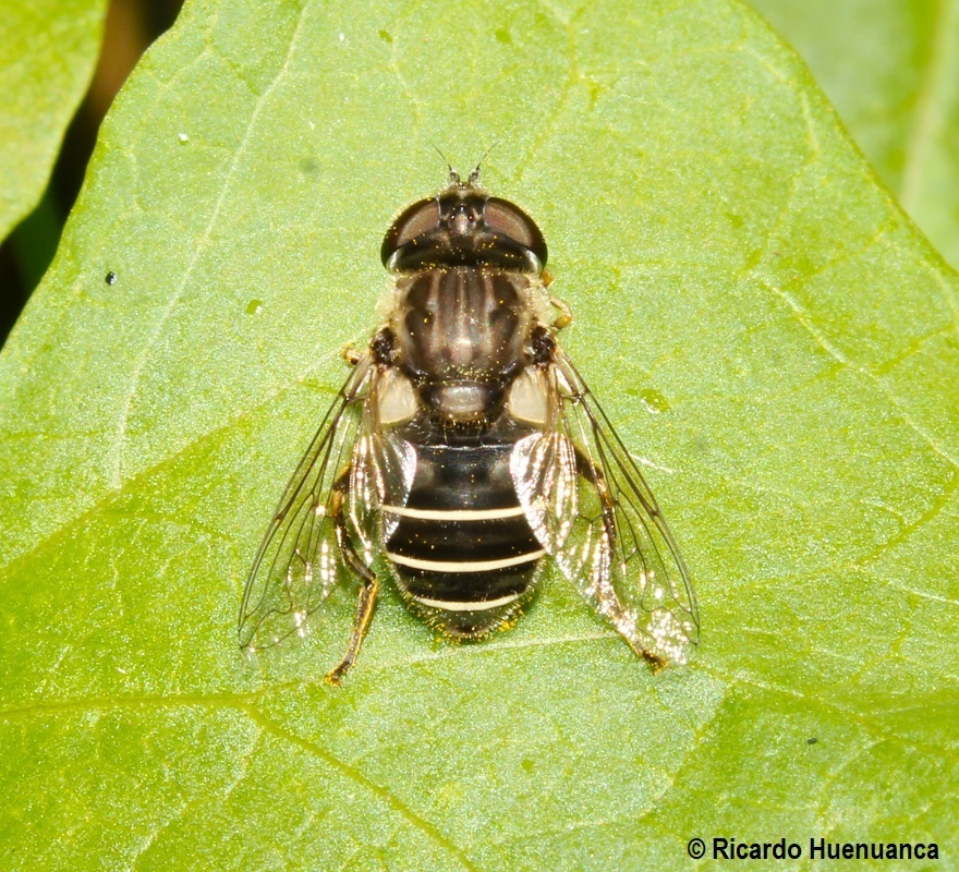 Palpada meigenii