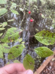 Ilex verticillata