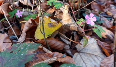Geranium robertianum