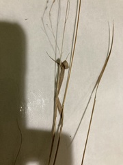 Panicum flexile