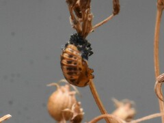 Coccinellinae