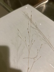 Panicum flexile