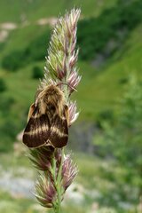 Malacosoma alpicolum