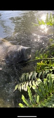 Trichechus manatus latirostris