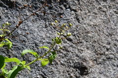Scrophularia grayana