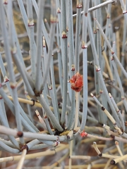 Ephedra intermedia