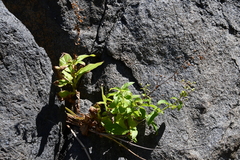 Scrophularia grayana