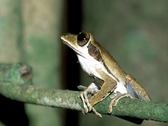 Polypedates macrotis