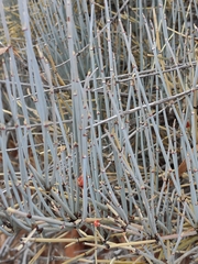 Ephedra intermedia