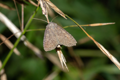 Parastichtis suspecta