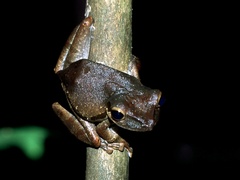 Polypedates macrotis