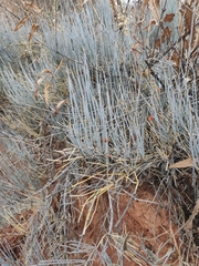 Ephedra intermedia