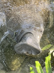 Trichechus manatus latirostris