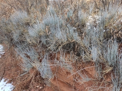 Ephedra intermedia