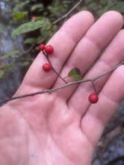 Ilex verticillata
