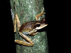 Polypedates macrotis
