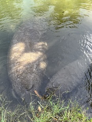 Trichechus manatus latirostris