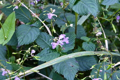 Impatiens furcillata