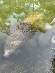 Trichechus manatus latirostris