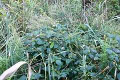 Impatiens furcillata