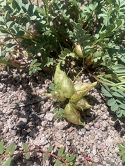 Astragalus lentiginosus