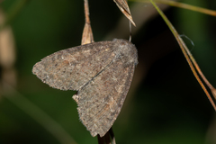 Parastichtis suspecta