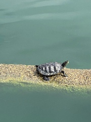 Trachemys scripta elegans