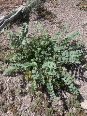Astragalus lentiginosus