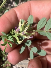 Astragalus lentiginosus