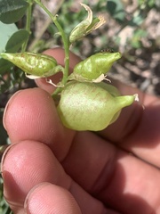 Astragalus lentiginosus