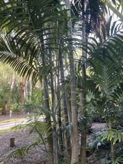 Dypsis cabadae