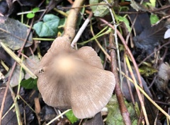 Psathyrella longipes