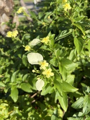 Mussaendeae