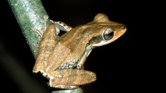 Polypedates macrotis