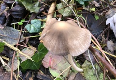 Psathyrella longipes