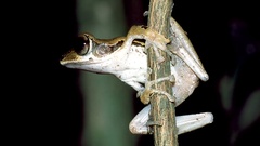 Polypedates macrotis