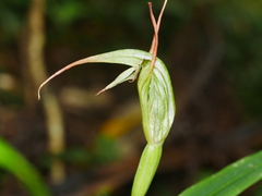 Pterostylis banksii