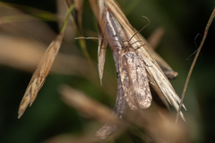 Agonopterix heracliana