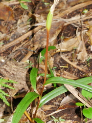 Pterostylis banksii