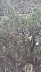 Phoradendron leucarpum