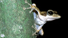 Polypedates macrotis