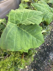 Xanthosoma sagittifolium