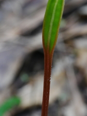 Pterostylis banksii