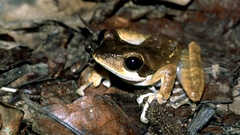 Polypedates macrotis