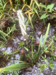 Spiranthes odorata