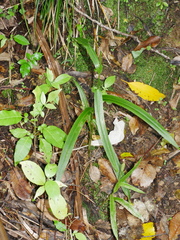 Pterostylis banksii