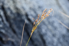 Juncus gracillimus